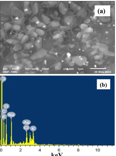 Fig 6. SEM and EDX analyses of ELE-AgNPs. Panel (a) shows the SEM images of ELE-AgNPs; Panel (b) represents the energy dispersive X-ray spectrum of ELE-AgNPs.