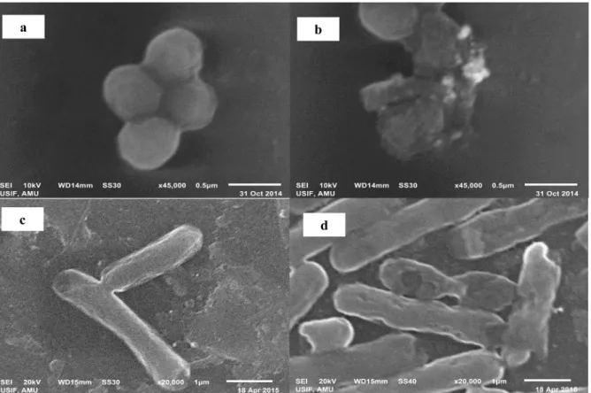 Fig 9. Interaction of ELE-AgNPs with bacterial cells. Representative SEM images showing the cellular damage and surface binding of ELE-AgNPs with (b) methicillin resistant S