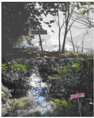 Figura 2. Córregos e esgotos chegando no  Lago “Chico Mendes”, 2004  (FONTE: SEVÁ).  