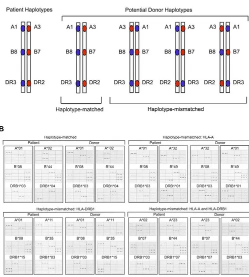 Figure 1. Long-Range Haplotyping of HLA-A, -B, and -DRB1 in Unrelated Individuals