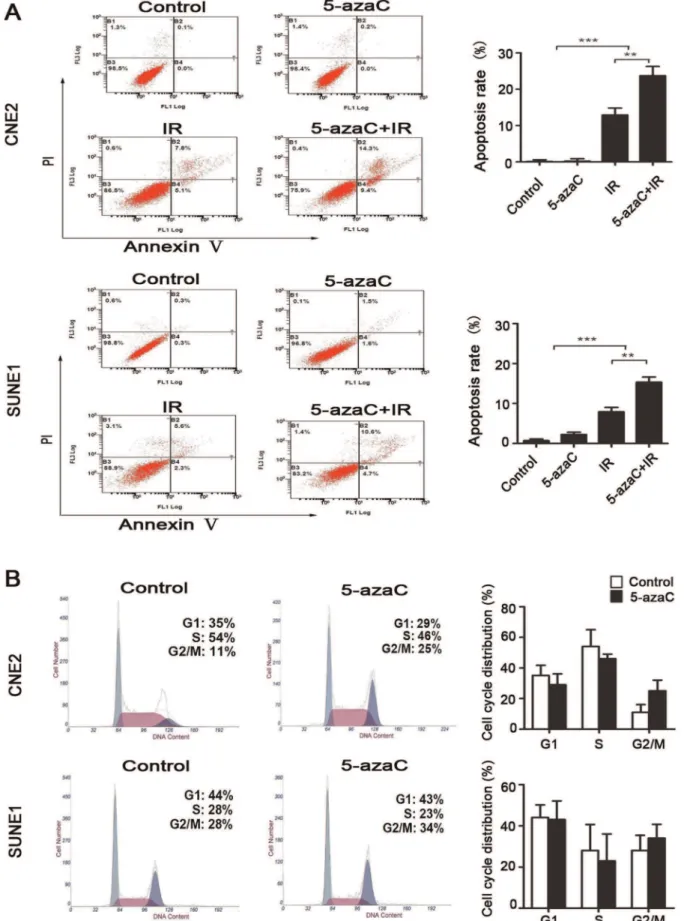Figure 4. Effect of 5-azaC on the apoptosis and cell cycle in NPC cells in vitro . (A) CNE2 and SUNE1 cells were treated with 1 mmol/L 5-azaC and/or irradiated (IR) at 6 Gy