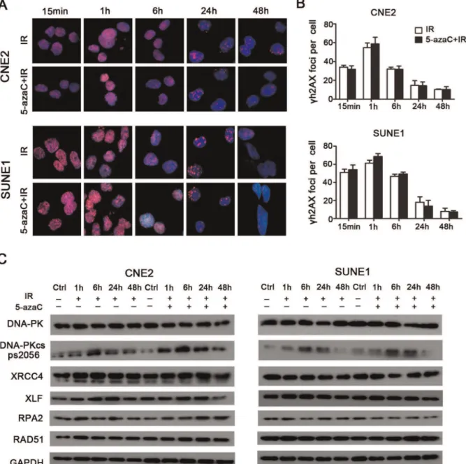 Figure S1 In vivo drug tolerability study. (A) Mice bearing CNE2 tumor xenografts were randomized into four groups; each group contained 4 mice