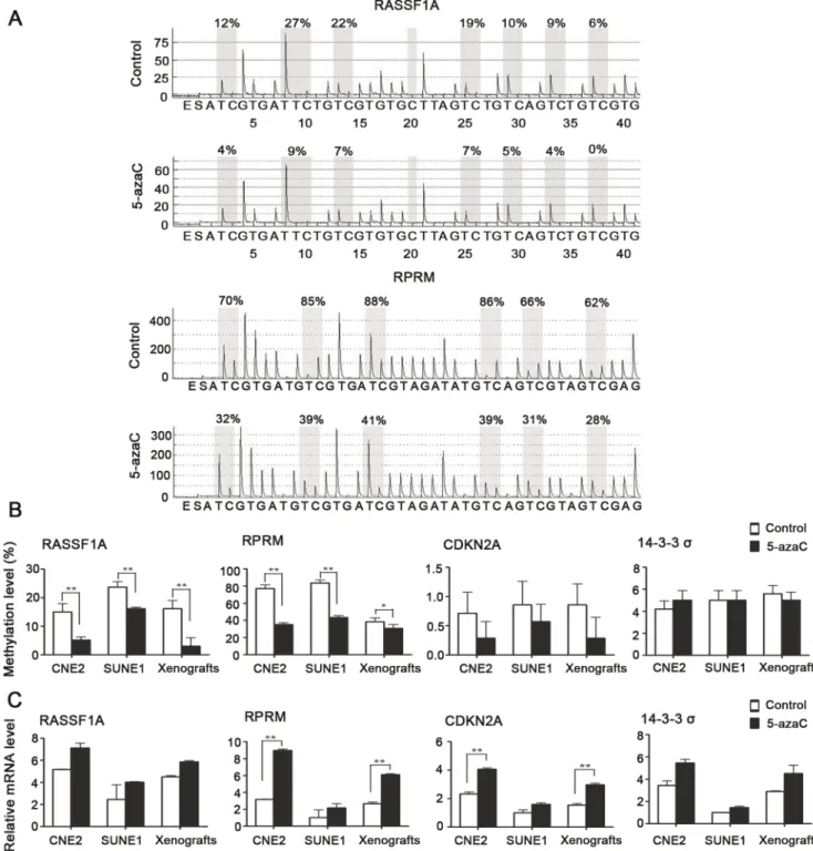Figure 6. Effect of 5-azaC on the DNA methylation and expression of representative tumor suppressor genes that are hypermethylated and silenced in NPC