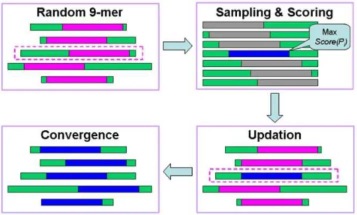 Figure 1. A schematic diagram for the adapted Gibbs sampling approach which was used to determine the nonamer core peptides for I-A g7 and HLA-DQ8 epitopes.