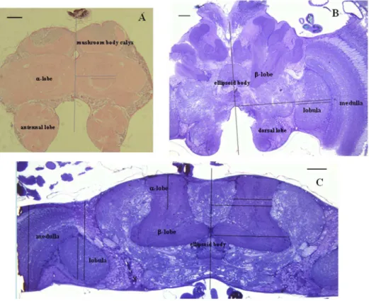 Table 1. Comparisons (Kruskal–Wallis H test) of the medio-lateral (N = 6) and antero-posterior (N = 3) positional data obtained from different honeybees.