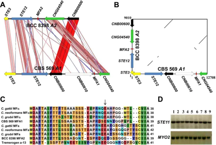 Figure 7. Analysis of the pheromone/receptor region of C. heveanensis isolates. (A) Comparison plot of the PR locus of CBS 569 and BCC 8398