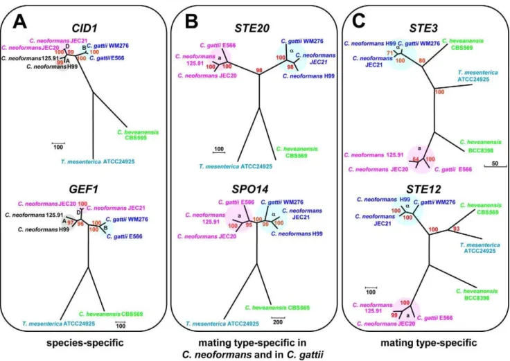 Figure 8. Mating type genes exhibit three phylogenetic patterns. (A) Species-specific profile exhibited by CID1 and GEF1, (B) mating type- type-specific pattern exhibited by STE20 and SPO14 from C