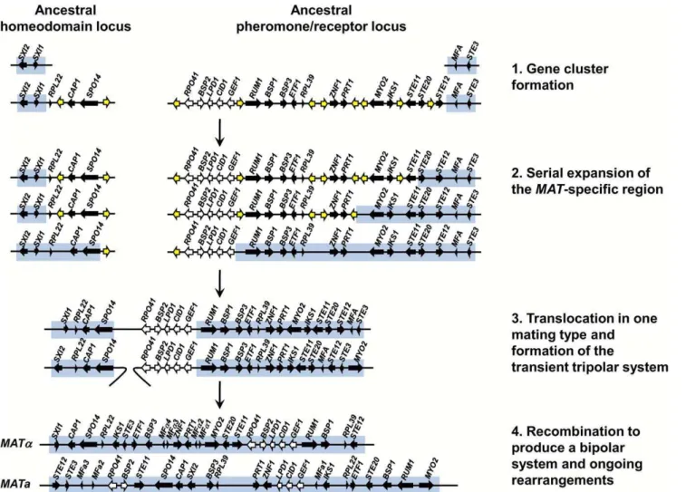 Figure 10. A model depicting the evolution of the bipolar MAT locus in the pathogenic Cryptococcus species from ancestral unlinked homeodomain and pheromone/receptor loci
