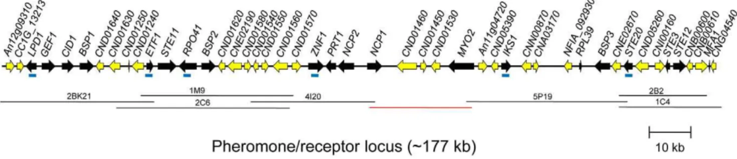 Figure 2. C. heveanensis MAT locus structure. MAT gene probes (represented by blue bars in the figure) were used to screen the fosmid library of C