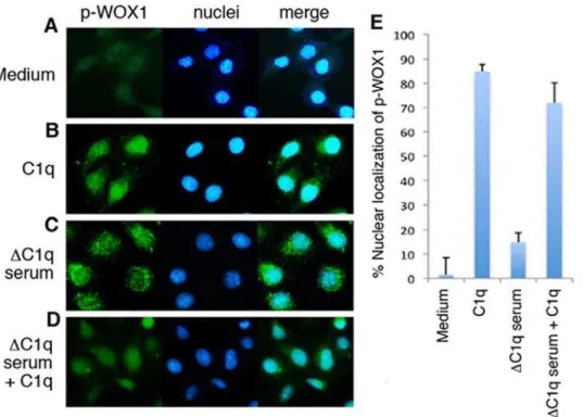 Figure 1. Exogenous complement C1q increases p-WOX1 nuclear accumulation in human prostate DU145 cells