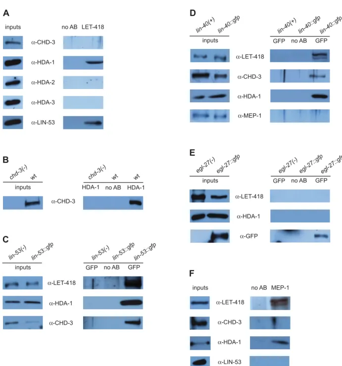 Figure 1. Two NuRD complexes and a MEC complex are present in C. elegans . (A) LET-418 interacts with HDA-1 and LIN-53, but not with CHD-3 nor with HDA-2 and HDA-3