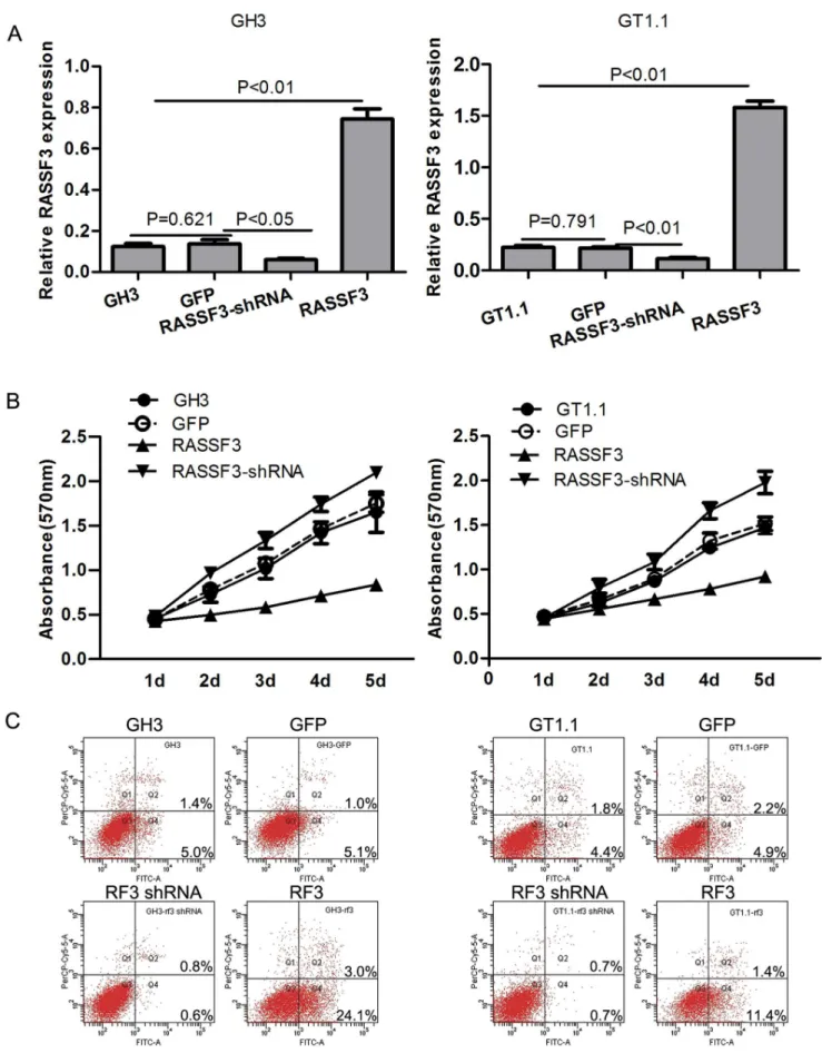 Figure 4. Effects of RASSF3 transfection on somatotroph cell proliferation and apoptosis