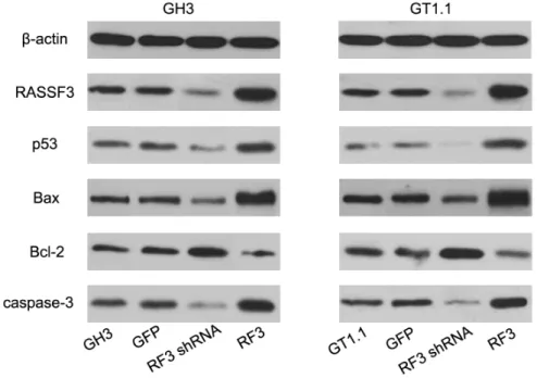 Figure 5. Western blotting analysis for RASSF3, p53, Bax, Bcl-2, and caspase-3. b-actin served as an endogenous control