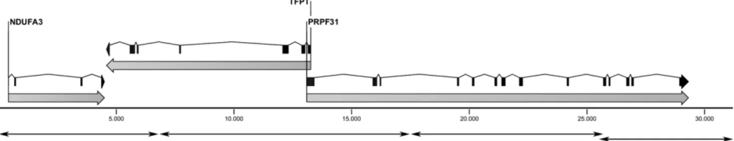 Figure 1. Schematic representation of the 31-kb genomic interval analyzed, containing the genes NDUFA3 , TFTP , and PRPF31 