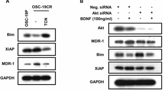 Figure 6. Akt plays a critical role in TrkB-induced CDDP-resistance development. A. OSC-19CR cell lysate following treatment with 5 uM of TCN, an Akt inhibitor, was collected and separated with SDS-PAGE to determine expression levels of Bim, XiAP, and MDR1