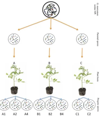 Figure 1.  Diagram of the experimental setup.  Three parent spores were taken from a single isolate of G