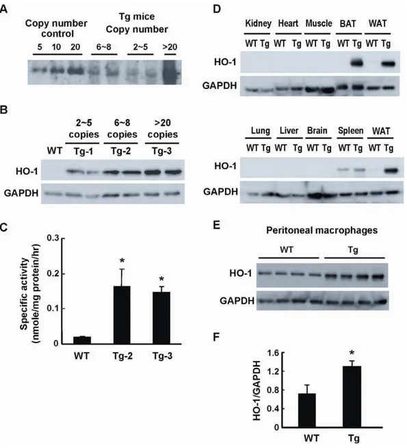 Figure 1. Generation of aP2-HO-1 Tg mice. A, Southern blot analysis of SacI-digested mouse genomic DNA from three lines of aP2-HO-1 Tg mice