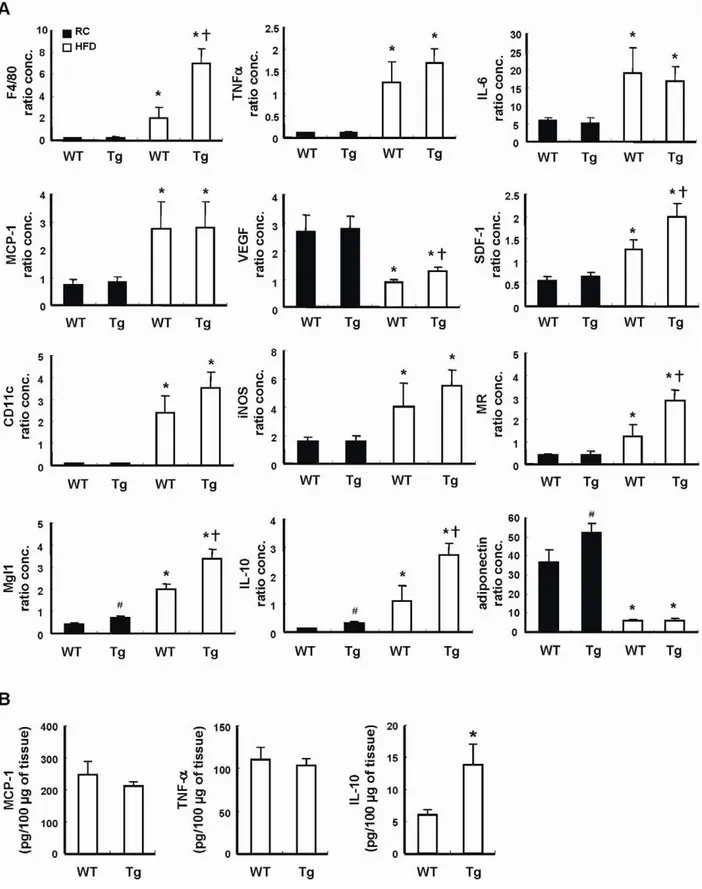 Figure 4. Adipokine gene expression in WT and Tg mice. WT and Tg mice were fed with a RC diet or HFD for 12 weeks, then the animals were killed and their visceral adipose tissues were collected