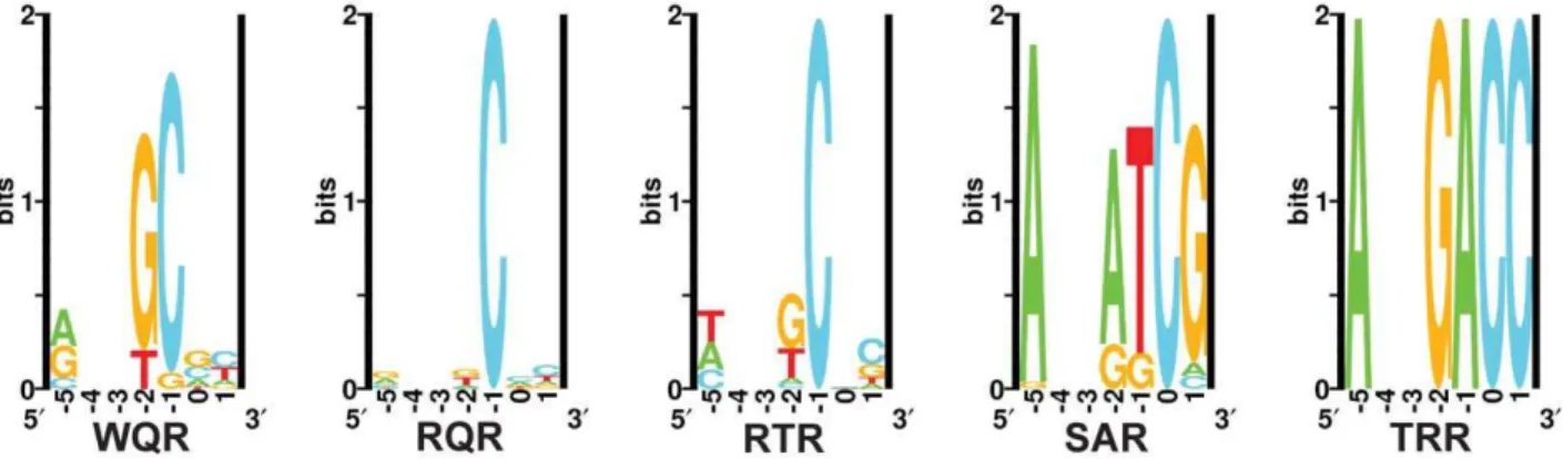 Figure 7. In vivo binding site selection logos. Sequence logos were generated from the chromatograms in Figure S2