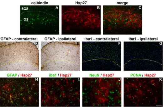Fig. 9. Spatial distribution and cellular localisation of Hsp27 in the SC 7d after ON crush