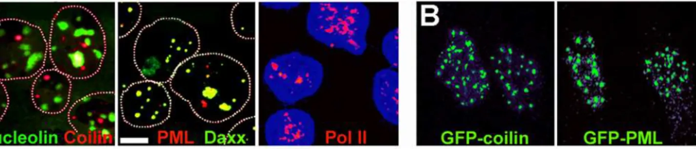 Figure 5. Run-on incorporation of [ a - 32 P]UTP into nascent RNA in nuclei isolated and incubated in polymer solution in 100 mM K-Hepes
