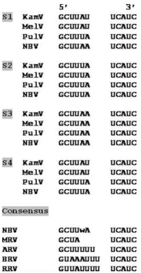 Table 4. Sequence identity and protein size (aa numbers) of deduced KamV protein products in comparison to those from the other three viruses.