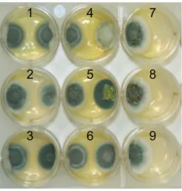 Figure 3. Competitive effects on P. dipodomyis growth in vitro . This example plate of P