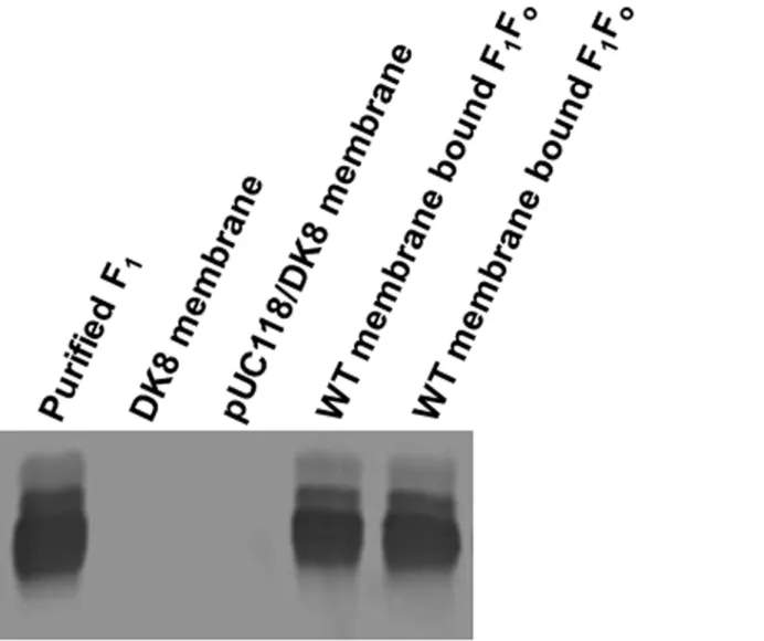 Fig 2. Immunoblotting of wild-type purified F 1 and membrane bound F 1 F o ATP synthase with anti-F 1 -α antibody