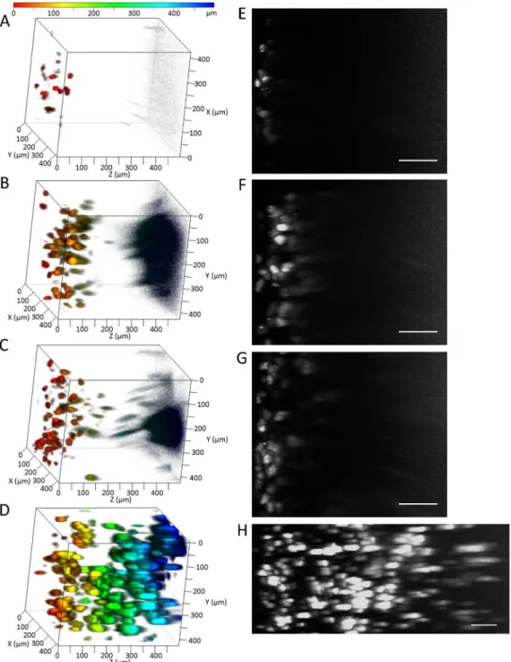 Fig 1. Comparison of tissue clearing methods. (A, E) PBS, (B, F) Clear T2 , (C, G) SeeDB, and (D, H) CUBIC