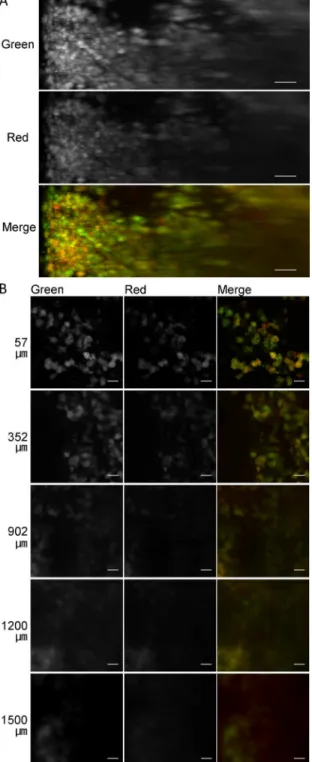 Fig 3. Comparison of the observable depth with fluorescent proteins ZsGreen1 (green) and tdTomato (red) in the liver treated with CUBIC