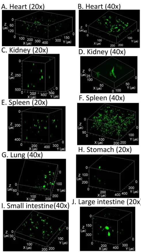 Fig 5. Observations of ZsGreen1 expression in various tissues treated with CUBIC. Three-dimensional maximum intensity projection