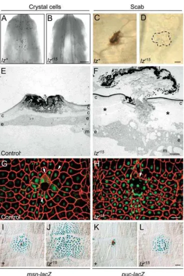Figure 6. Effect of lz on Scab Formation and the Other Events of Puncture Wound Healing