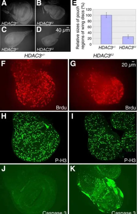 Figure 4. Reduced size in hdac3 mutant wing discs is due to ectopic apoptosis. (A) Third instar larval wing imaginal disc from a hdac3 + /2 heterozygote stained with anti-Armadillo antibody and photographed at the same magnification as the wing disc from a