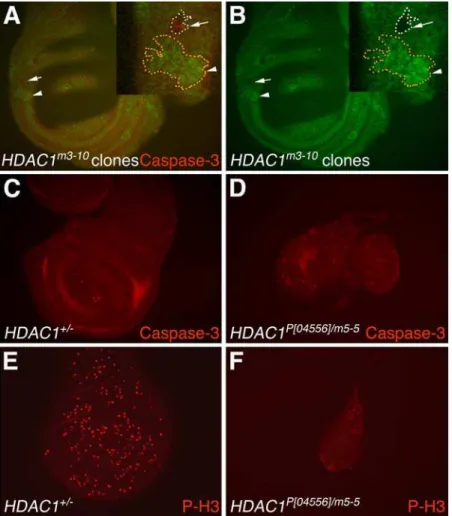 Figure 6. Analysis of hdac1 mutant wing discs and clones for effects upon apoptosis and proliferation