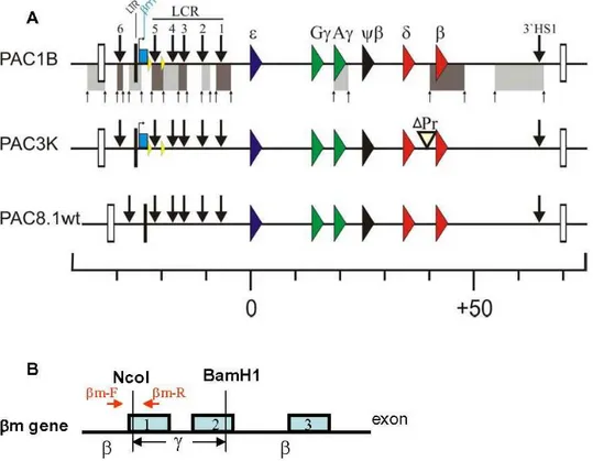 Figure 1. Schematic presentation of the human b-globin locus in PAC transgenic constructs