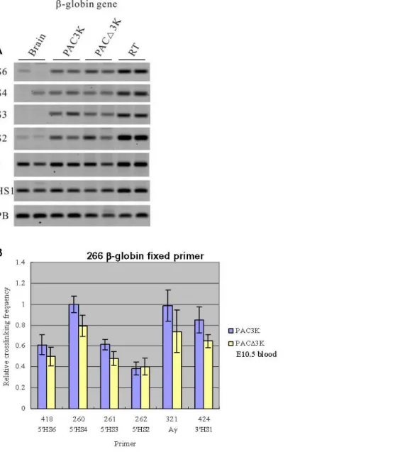 Figure 5. 3C analysis of the PAC3K and PAC D 3K transgenes using a primer from the human b -globin gene as the fixed primer.