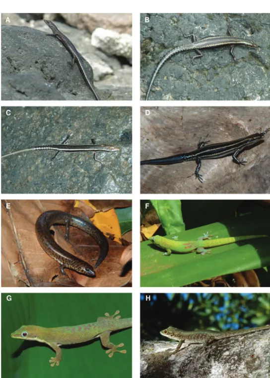 Figure 7. Species photographs. A  Cryptoblepharus boutonii ater, Grand Comoro B  Cryptoblepharus  boutonii mohelicus, ZSM 1680/2008, Mohéli C Cryptoblepharus boutonii mayottensis, ZSM 1703/2008,  Mayotte D  Cryptoblepharus boutonii degrijsii, ZSM 63/2010, 