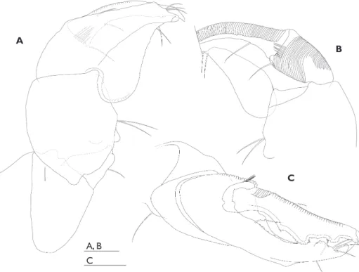 Figure 6. Nesotanais ryukyuensis sp. n. Holotype, male (ZIHU-3822). A right cheliped, outer view B  same, inner view of chela C same, anterodorsal view of chela