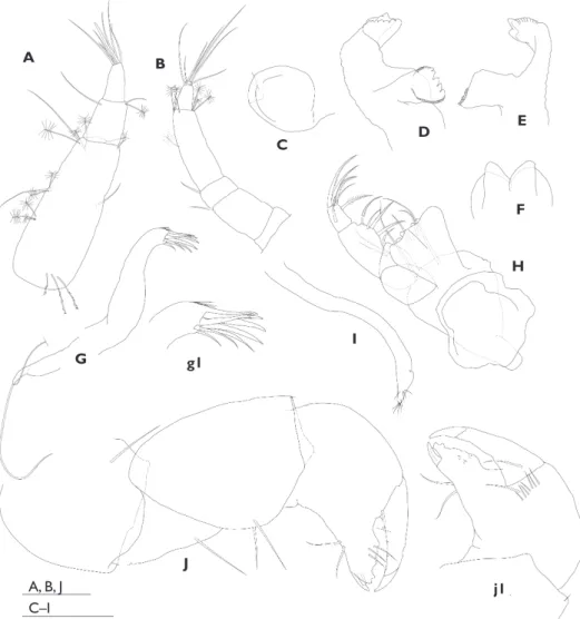 Figure 7. Nesotanais ryukyuensis sp. n. A–E, G–J allotype, ovigerous female (ZIHU-3823) F paratype,  non-ovigerous female (ZIHU-3824)