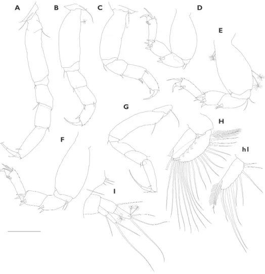 Figure 8. Nesotanais ryukyuensis sp. n. A–F, H, I allotype, ovigerous female (ZIHU-3823) G paratype, non- non-ovigerous female (ZIHU-3824)