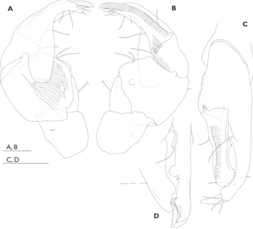Figure 9. Nesotanais rugula Bamber, Bird &amp; Angsupanich, 2003. Allotype, male (NHM 2001.6687)