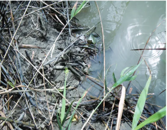 Figure 3. Photograph of the close view of the sampling point. Bottom sediment was taken from under- under-water.