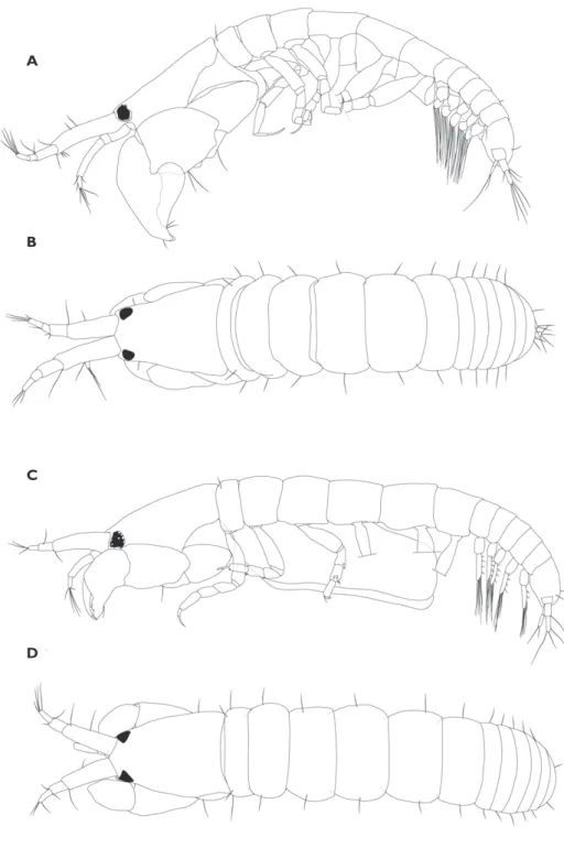Figure 4.  Nesotanais ryukyuensis sp. n. A, B holotype, male (ZIHU-3822) C, D allotype, ovigerous  female (ZIHU-3823)