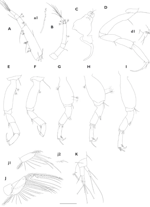 Figure 5.  Nesotanais ryukyuensis sp. n. Holotype, male (ZIHU-3822). A right antennule a1 feeble  branching seta B right antenna C maxillipeds and right epignath D right pereopod 1 d1 same, distal  setu-lation of propodus E right pereopod 2 F right pereopo