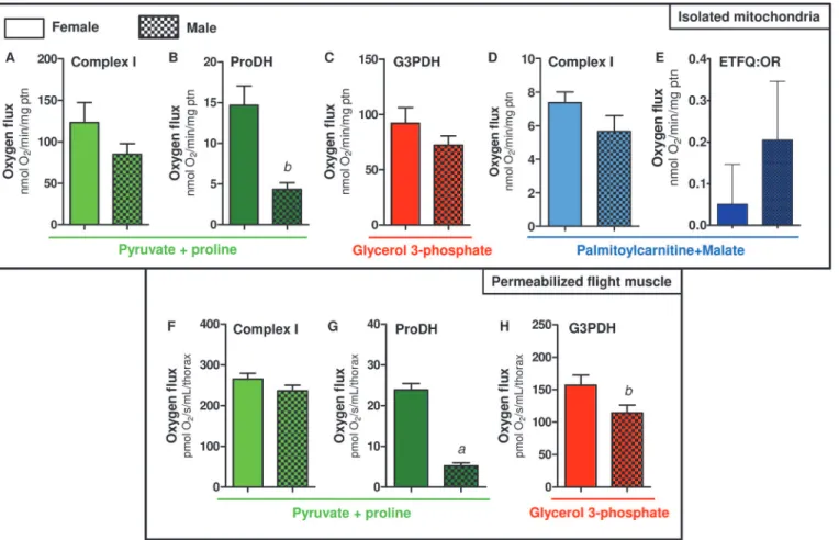 Fig 4. Preference towards proline oxidation in A. aegypti female mitochondria. Oxygen consumption rates from isolated mitochondria (A-E) and whole permeabilized flight muscle (F-H) from females (solid bars) and males (hatched bars) were calculated from val