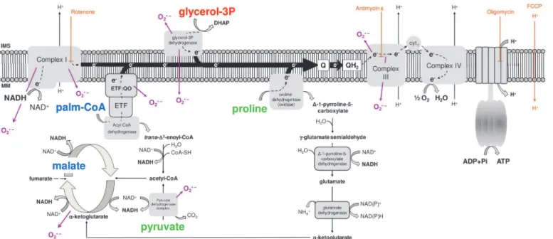 Fig 1. Schematic representation of the electron transport system, showing the sites of action of oxidative phosphorylation (OXPHOS) modulators (brown), the different substrates utilized throughout this study (pyruvate and proline, green; glycerol 3 phospha