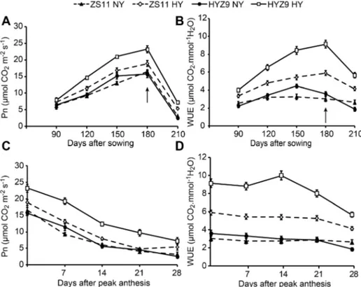 Fig. 5. The net photosynthetic rates (Pn), and water use efficiency (WUE) of leaves at different growing stages and post-anthesis in the normal-yield (NY) and high-yield (HY) populations of ZS11 and HYZ9 in 2012–2013 growing season