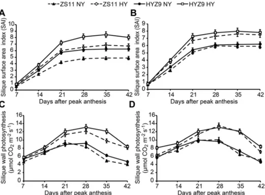 Fig. 6. The silique wall area index (SAI) and silique wall photosynthesis in the normal-yield (NY) and high-yield (HY) populations of ZS11 and HYZ9 in 2011–2012 and 2012–2013 growing seasons