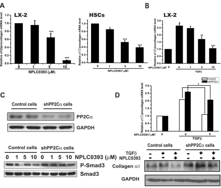Figure 4. NPLC0393 decreased TGFb-induced a1(I) collagen expression in HSCs. (A) LX-2 cells and the isolated primary rat HSCs were treated with increasing concentrations of NPLC0393 for 48 h