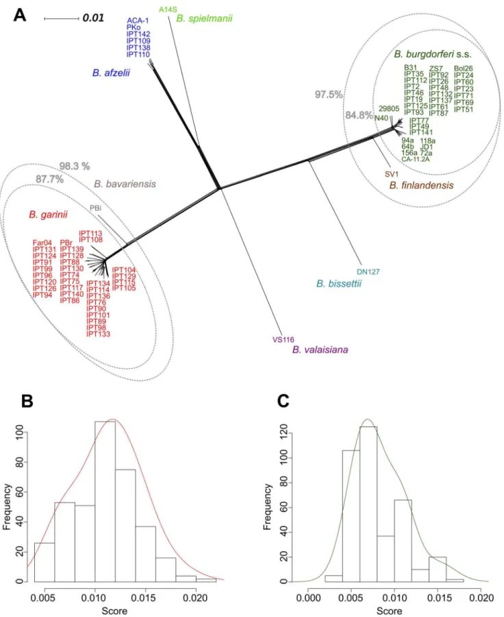 Figure 2. Phylogenetic delineation of species in the B. burgdorferi complex based on chromosomal sequences